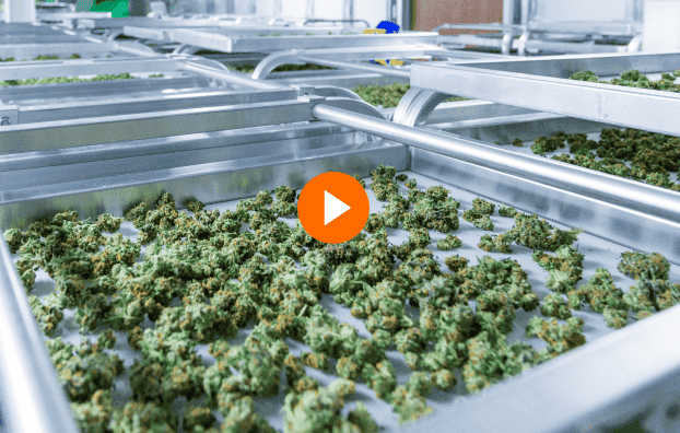 Cannabusiness-Demo-Video-min